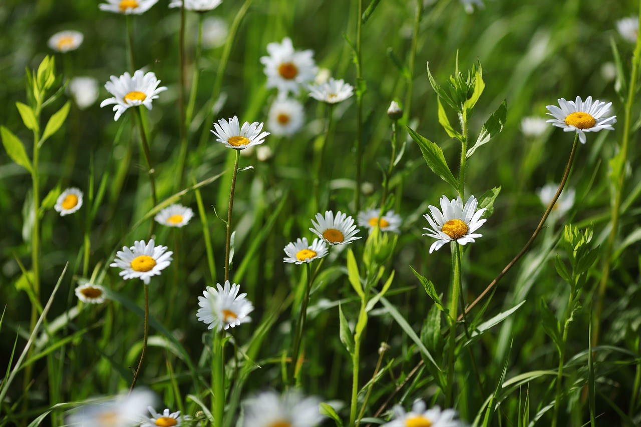 chamomile 3994586 1280